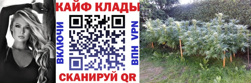 Купить наркотик аптеки Курчалой гидра вход  Меф мяу мяу  Псилоцибиновые грибы  ГАШИШ  СОЛЬ 